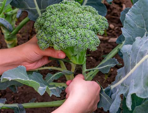 When And How To Harvest Broccoli Backyard Boss