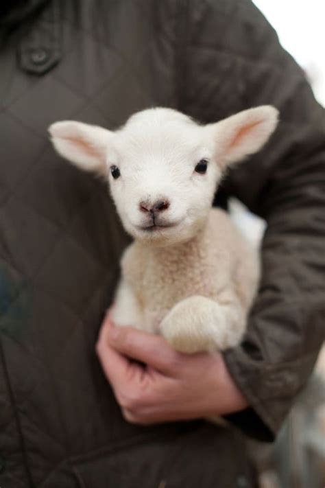 11 Adorable Baby Animals That Will Brighten Your Day
