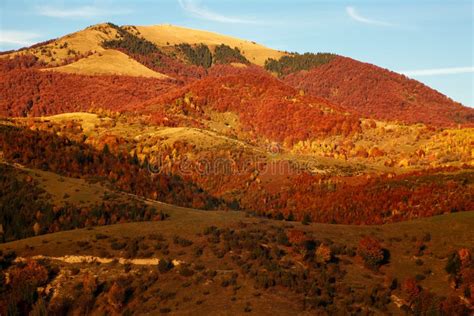 Autumn Mountains Covered With Colored Forests Of Yellowed Trees On Blue