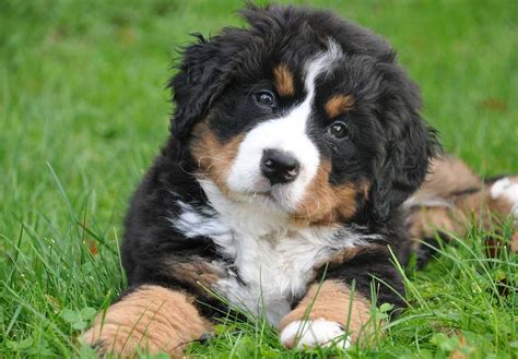 Bernese Mountain Dog Puppies For Sale Akc Puppyfinder