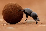 The Magnificent Flightless Dung Beetle- Shamwari