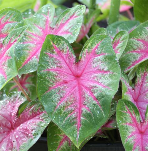 Caladium bulbs should be kept moist during germination, without allowing the soil to become soggy. 6 Tips for Growing Caladiums in Zones 5-7 | Summer bulbs ...
