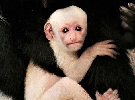Baby Colobus Monkey Born To Pair At Binder Park Zoo
