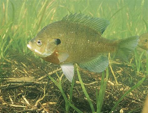 5 Great Lures For Bluegills Game And Fish