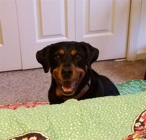 A complete guide for rottweiler puppies. Rottweiler Puppies For Adoption In Nc