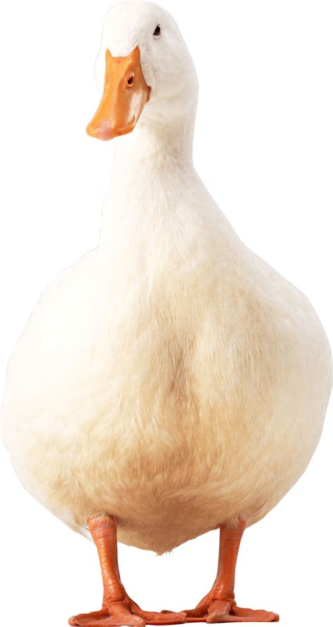 Duck With Transparent Background