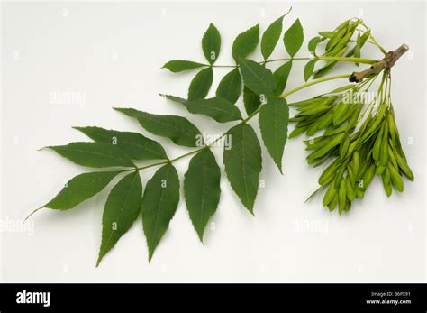 Common Ash European Ash Fraxinus Excelsior Twig With Leaves And