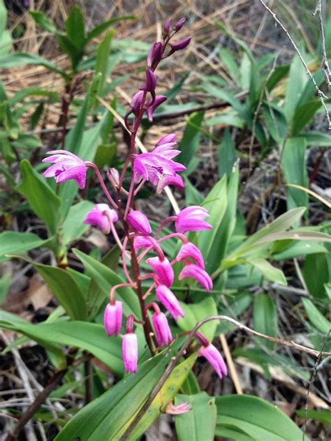 Pin On Wildflowers Sth East Qld