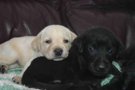 Yellow And Black Lab Puppies Yellow Lab Puppies Adorable Puppy Labrador