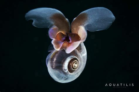 Aquatilis Expedition Limacina Helicina Underwater Creatures