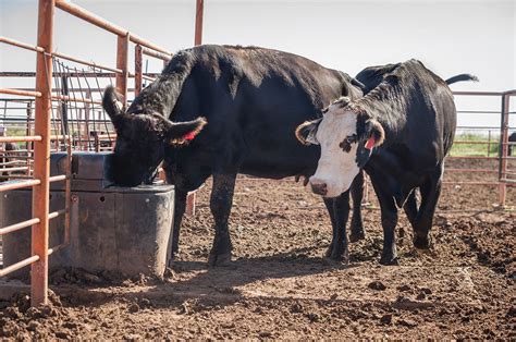 Estimating Water Requirements For Mature Beef Cows Oklahoma State