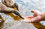 What to Feed Ducks: Wild vs. Domesticated Diets - Know Your Chickens