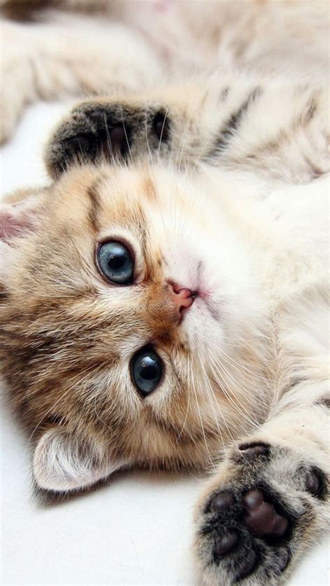 Kitten Cute Cat Wallpapers Download Mobcup