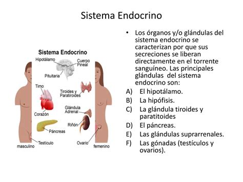 Ppt Sistema Endocrino Powerpoint Presentation Free Download Id4846037