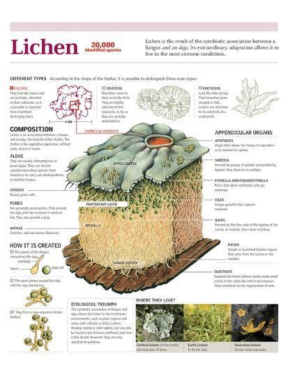 Infographic Of The Classification Of Lichens Its Composition