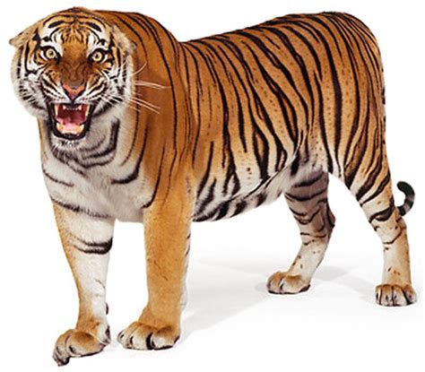 Bengal Tiger Png Clipart Transparent Png Image Pngnice