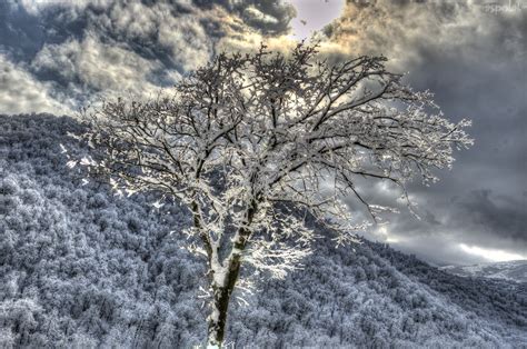 Wallpaper Nikon Hdr Photomatix Tree Trees Winter Snow Sun