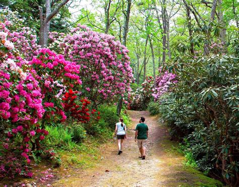 Rhododendron /ˌroʊdəˈdɛndrən/ is a very large genus of 1,024 species of woody plants in the heath family (ericaceae), either evergreen or deciduous, and found mainly in asia. Heritage Rhododendron Festival, Massachusetts Has Tree ...