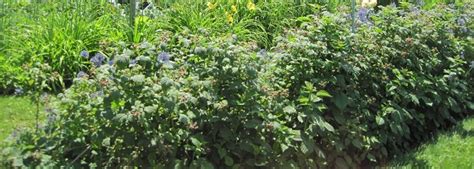 Edible Landscaping Choosing Edible Plants For Your Garden The Old
