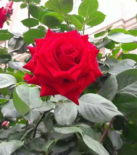 Pin By Kallol Bhattacharya On My Rose Beautiful Rose Flowers