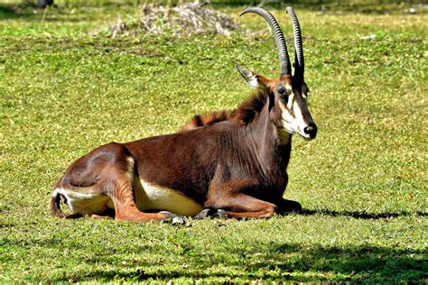 Young Sable Antelope Resting At Zoo Miami In Miami Florida Encircle