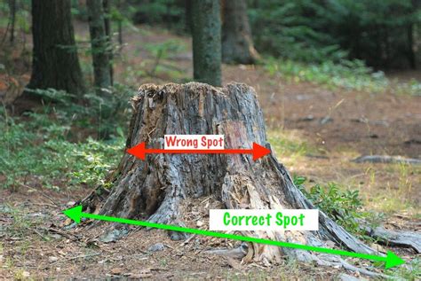 Spokane Tree Care How To Measure Tree Stump For Removal
