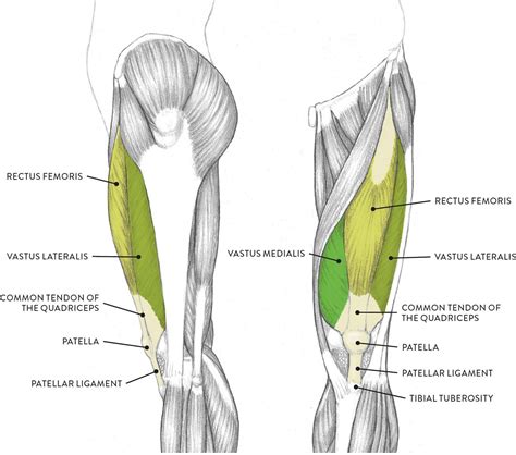 Labeled Anatomy Human Leg Muscles