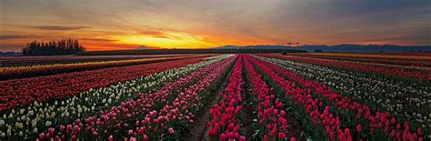 Oregon Tulip Field At Sunset Tulips Oregon Field Sunset Mount Hood