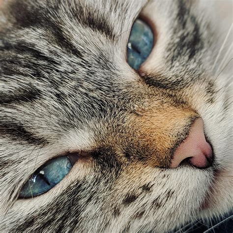 Close Up Rcats