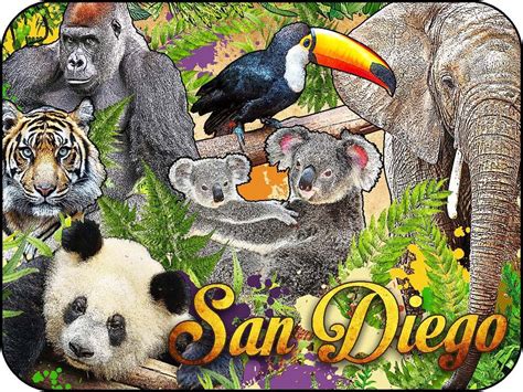 San Diego California Zoo Animal Collage