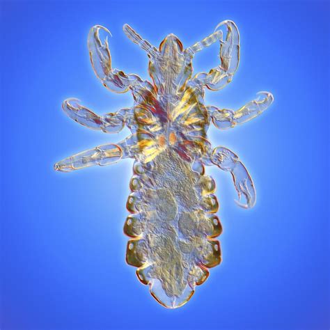 Human Head Louse Pediculus Lm Photograph By Science Photo Library