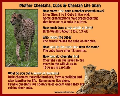 Each type of animals have their own special and interesting qualities and abilities. CheetahKids.com | Cheetah facts for kids, Fun facts about animals, Cheetah pictures