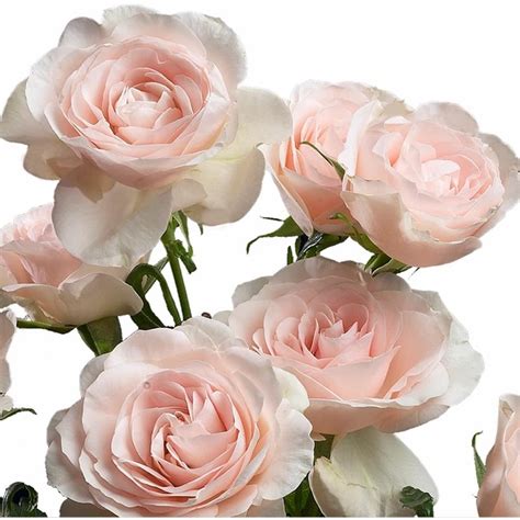 Celestial Spray Roses Florabundance Wholesale Flowers