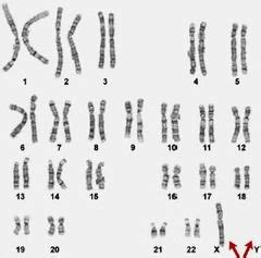 Les Chromosomes Mapa Mental