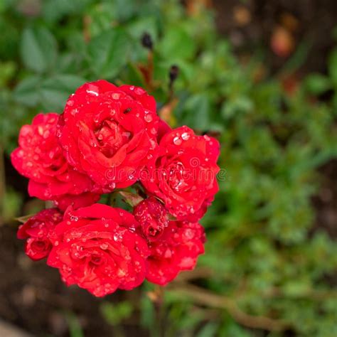 Red Rose Bush In The Garden Blooming Plant Blurred Background Selective