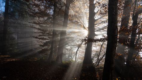 Shadows Forest Trees Sunlight Dark Sunrays Dry Leaves Branches Autumn