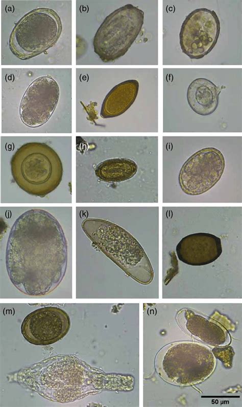 How do cats get tapeworms? Photomicrographs of some of the eggs which were found in ...