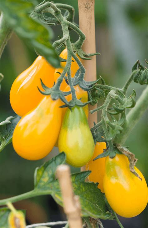 Seeds Shop Buy Yellow Pear Tomato Seeds Plant And Growing Guide