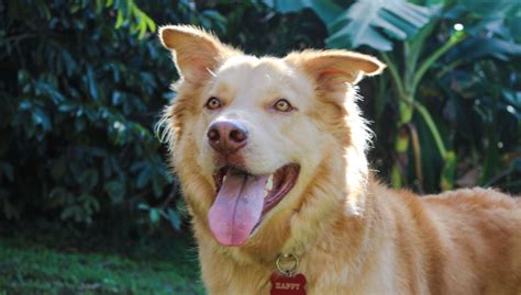 Goberian Dog Breed Profile Husky And Retriever Mix Top Dog Tips