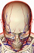 The blood supply of the head and face - Stock Image - F001/7896 ...