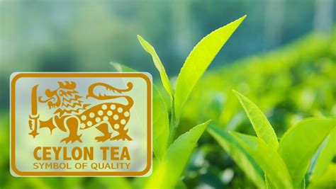 What Is Ceylon Tea Eminent Tea Best Of Ceylon Tea