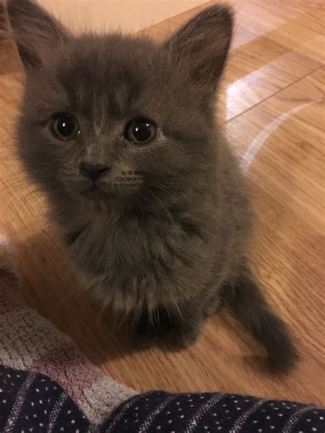 Baby Grey Fluffy Kitten Fluffy Kittens Cute Fluffy Kittens Grey Kitten