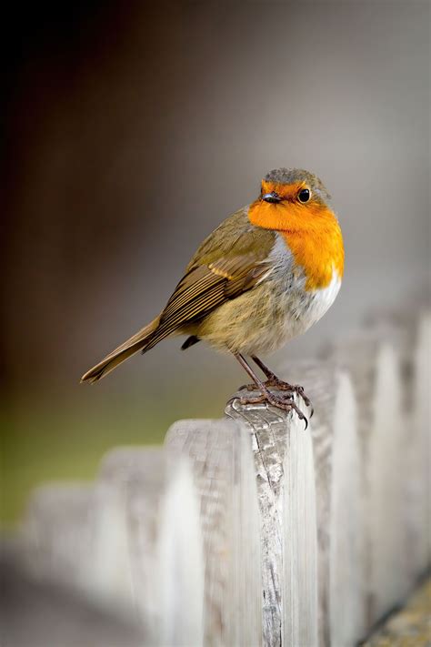 English Robin Bird Nature Free Photo On Pixabay