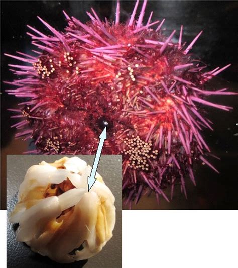 Ocean Acidification And Sea Urchins Seattle Aquarium