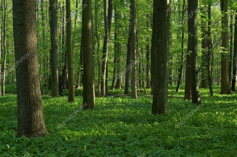 Spring Deciduous Forest — Stock Photo © Myslitel 10390878