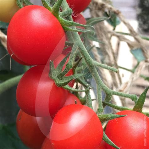 Tomato Mountain Magic F1 Seeds Quality Seeds From Sow Seeds Ltd
