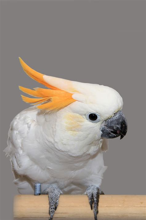 Burung kakak tua cuckatoo, oh cuckatoo children's song children's song (malay) (english) burung kakak tua hinggap di. BO Management: Burung Kakak Tua