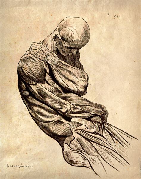 Custom 16x20 Vintage Anatomy Muscle Sketch Human Body