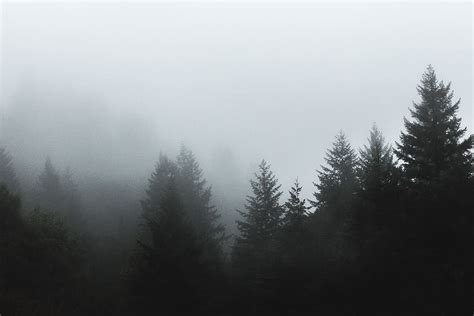 Hd Wallpaper Fog Covering Pine Trees Pine Trees Surrounded With Fog