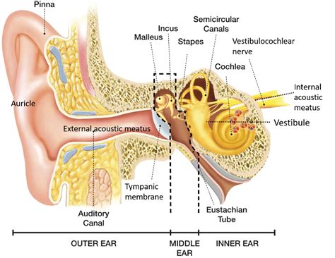 External Ear Anatomy Qa